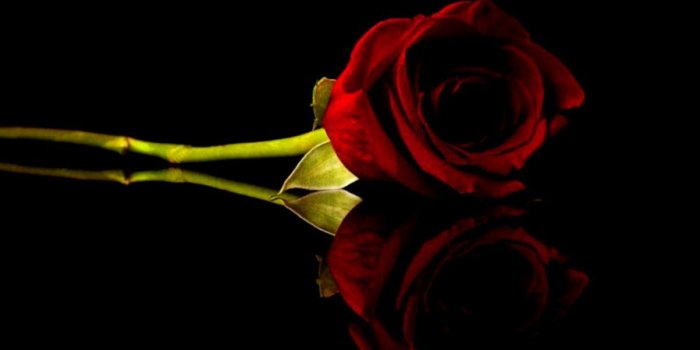 1203x760 Flowers Black Rose Hd Wallpapers | Dom Wallpapers