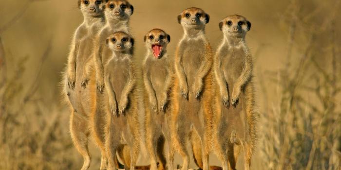 1920x1200 41+] HD Funny Animal Wallpapers 1080p on WallpaperSafari