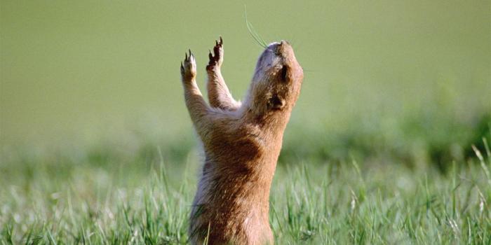 1280x1024 Funny Animal Desktop Backgrounds | Desktop Wallpapers HD Stupid