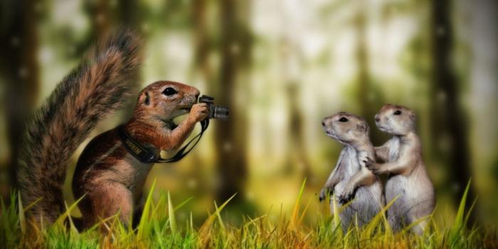 1920x1080 Funny Animal Desktop Wallpapers (79+ images)