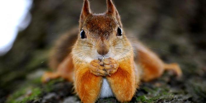 1920x1200 Squirrel, Funny, Animal, High, Definition, Wallpaper, For, Desktop