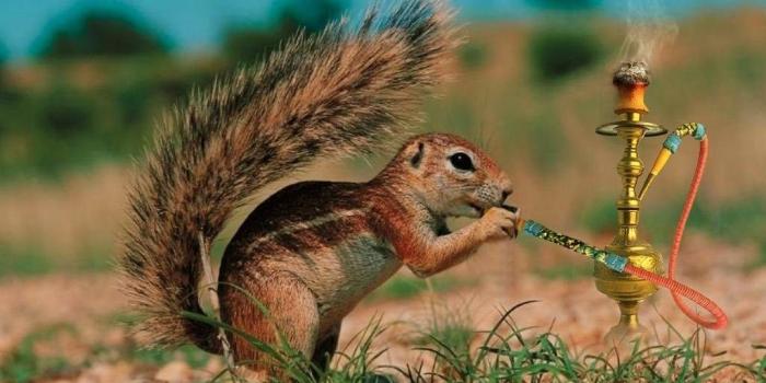 1024x768 Funny Animal Wallpapers For PC 2810 HD Wallpapers Site Desktop