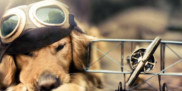 1600x1200 Funny Dog Wallpapers HD