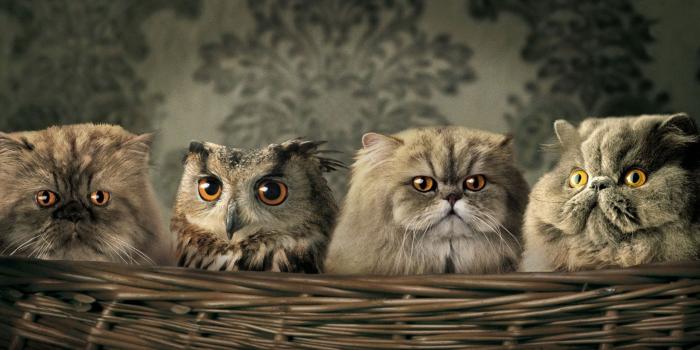 1920x1080 Cute Funny Animal Wallpapers - Funny Animal Desktop (#372200) - HD