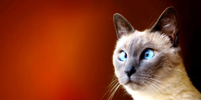 1600x871 funny-animal-desktop-backgrounds-cats