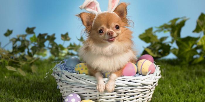 1920x1200 Funny Animal Desktop Backgrounds | HD Funny Animals Wallpapers For