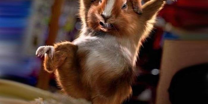 1024x768 Funny Animals HD Wallpapers Desktop Background