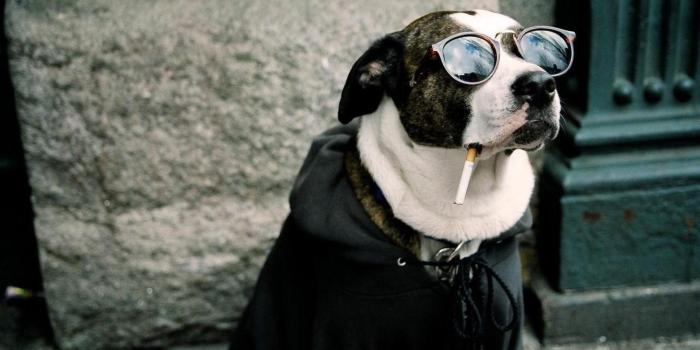 1920x1080 Funny animal desktop backgrounds – Desktop Backgrounds 2019