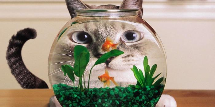 1600x1200 Funny Animals Wallpapers - Top Free Funny Animals Backgrounds