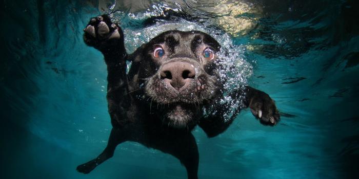 1920x1080 Funny animal desktop backgrounds Gallery