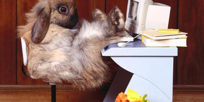 1920x1080 Funny Animal Backgrounds