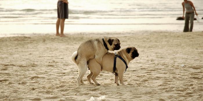 1920x1080 Funny Animal Dog Pictures HD Wallpaper of Funny HD Wallpaper 2013