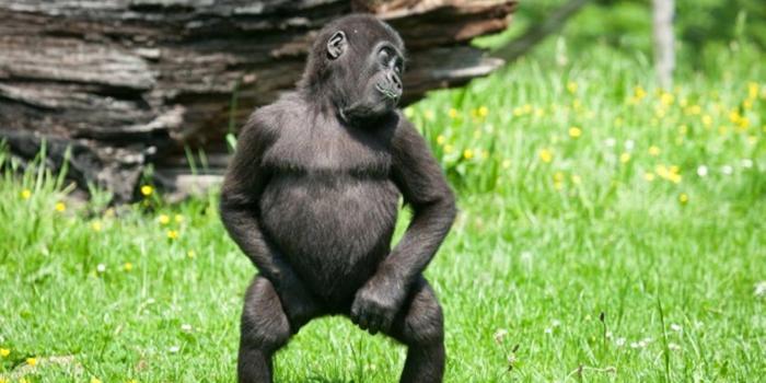 1600x1000 Funny Animal Desktop Wallpapers 1600x1000 211 76 Kb Wallimpex Com