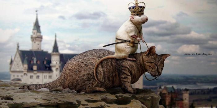 1920x1080 Mouse Cat Funny Animal HD Wallpaper Mouse Cat Funny Animal | Chainimage