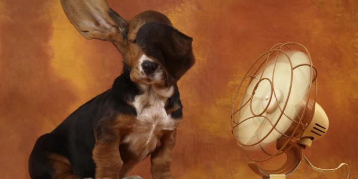 1920x1080 Download Download Funny Animal Wallpaper Images Desktop Background