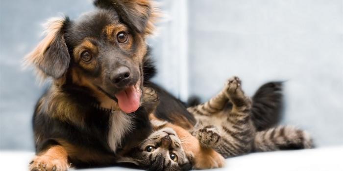 1920x1080 animals wallpaper | Download Desktop Wallpapers - Suit Up Your Screen