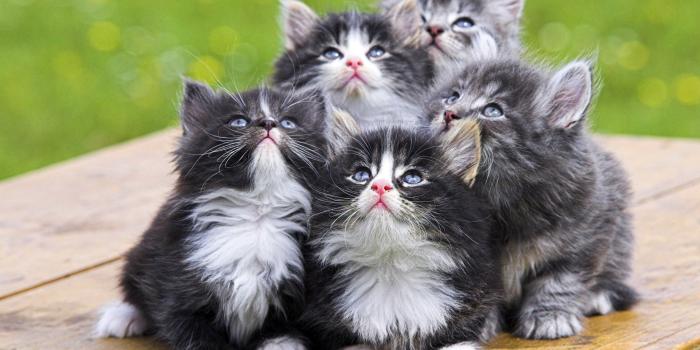 1920x1200 Funny Animals Cats 2 Desktop Wallpaper - Funnypicture.org