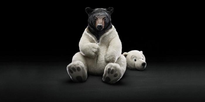 1920x1080 Funny Animal Desktop Backgrounds (61+ pictures)