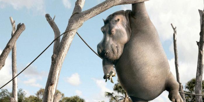 1920x1200 30091 funny animal desktop backgrounds