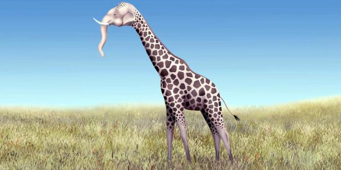 1440x900 Funny animal wallpapers 1440x900 desktop backgrounds