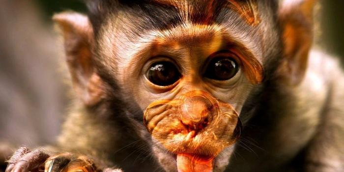 1920x1200 Funny Animal Desktop Wallpapers (86+ images in Collection) Page 1