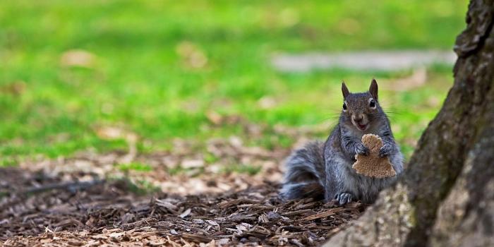 1920x1080 Funny Animal Desktop Backgrounds | Wallpapers Animals: Download Free