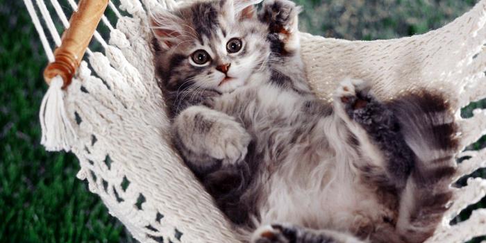 1600x1000 48+] Funny Animal Computer Wallpaper on WallpaperSafari