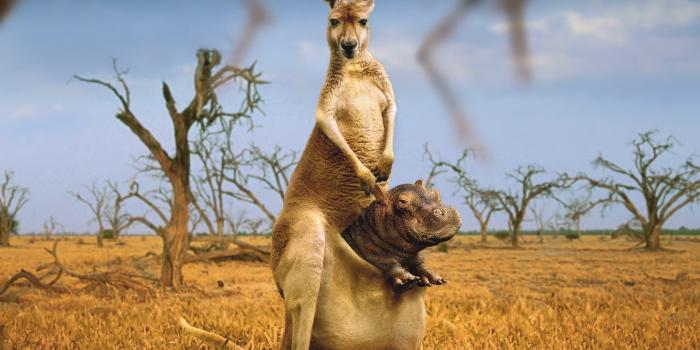 1680x1050 Funny animal wallpapers 1680x1050 desktop backgrounds