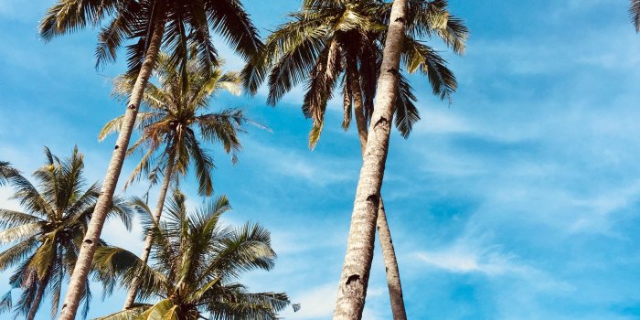 2448x3264 Download wallpaper 2448x3264 palm trees, sky, tropics, trees hd
