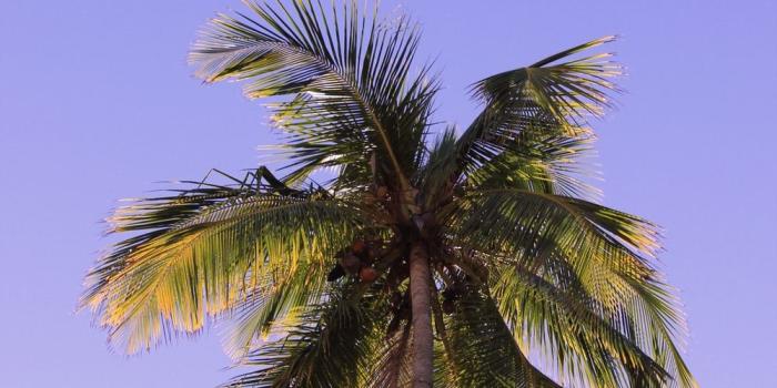 1000x1500 Best 500+ Coconut Tree Pictures [HD] | Download Free Images on Unsplash