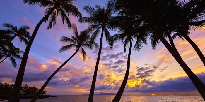 2048x1367 Palm Trees in the Sunset HD Wallpaper | Background Image | 2048x1367