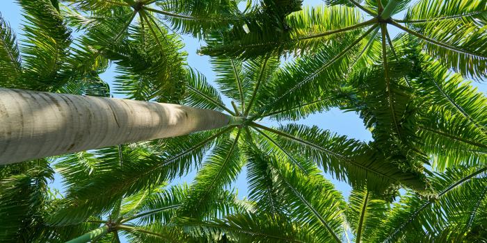 7952x5304 Coconut Tree Wallpapers