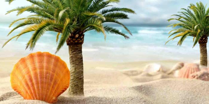 1920x1080 Palm Tree HD Wallpaper 30809 - Baltana