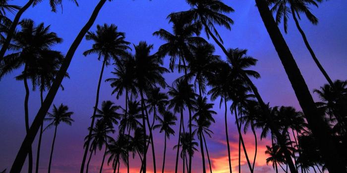 1600x1200 Palm Trees Wallpaper - Sunset With Coconut Trees (#119040) - HD