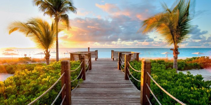 1920x1080 60+ Palm Tree Wallpapers on WallpaperPlay