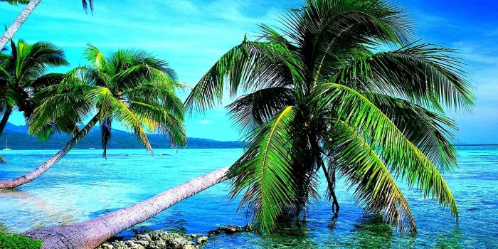 1366x768 4K Palm Trees Wallpapers High Quality | Download Free