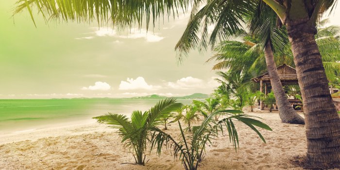 3200x1800 Green coconut palm tree HD wallpaper | Wallpaper Flare