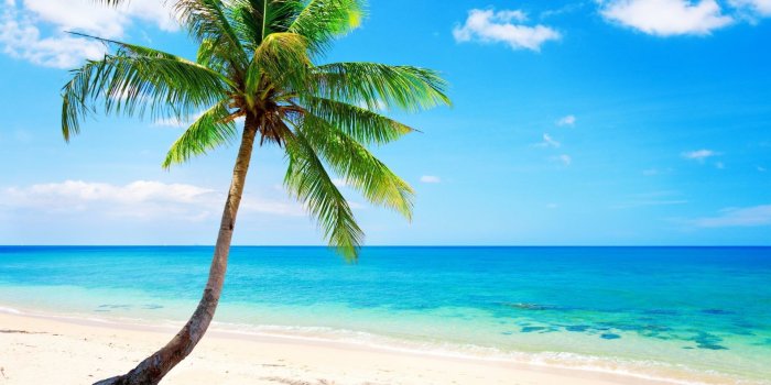 1920x1080 Palm tree, palm trees, sea, beach HD wallpaper | Wallpaper Flare