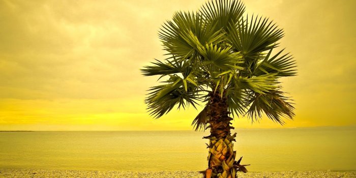 1366x768 Beach Palm Tree ❤ 4K HD Desktop Wallpaper for 4K Ultra HD TV • Wide