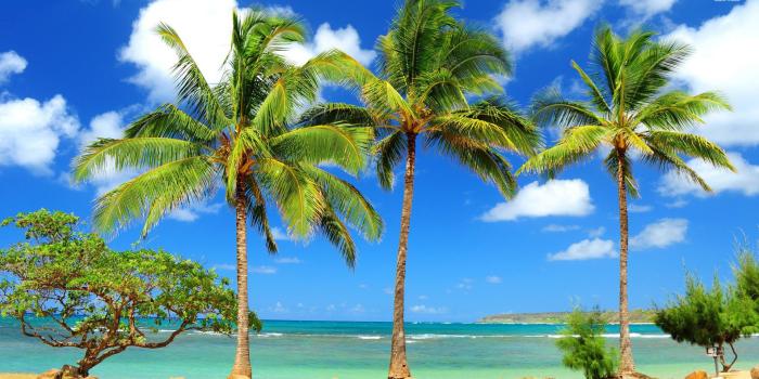 1920x1080 Cp Paurb: palm trees Desktop Backgrounds for Free HD Wallpaper