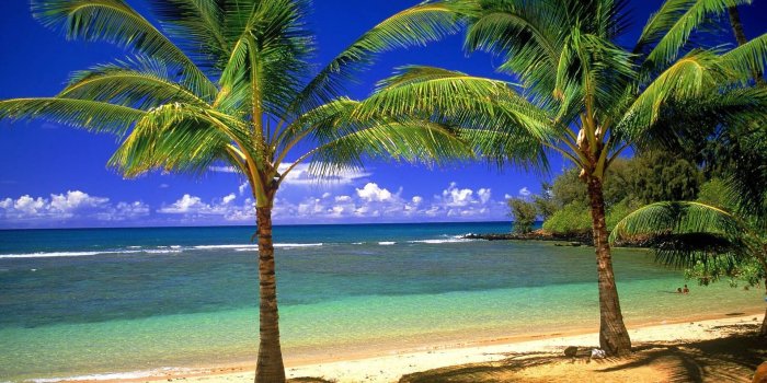 1920x1080 Pictures Of Palm Trees (16)