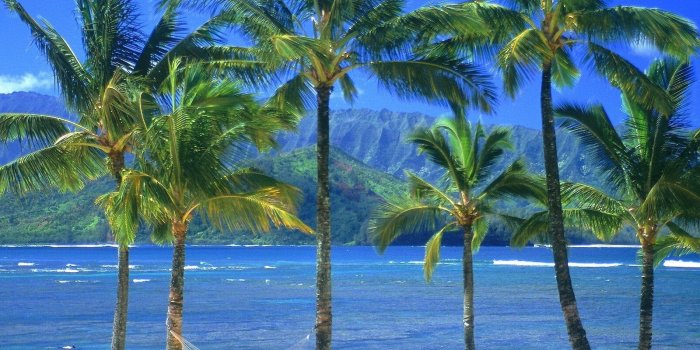 1600x1198 Green coconut trees HD wallpaper | Wallpaper Flare