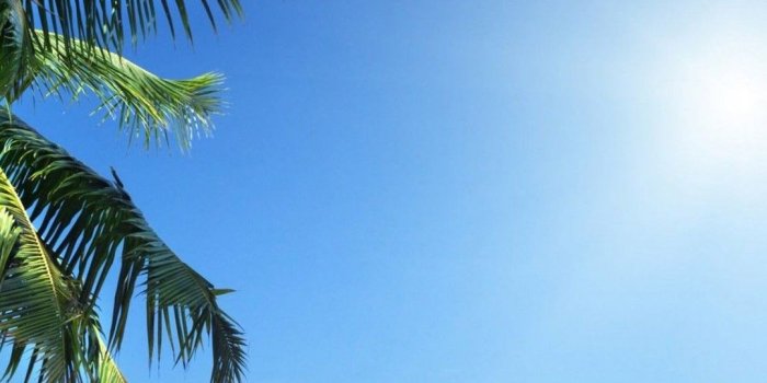 1080x2160 Palm Tree Ultra HD Wallpaper [1080x2160]