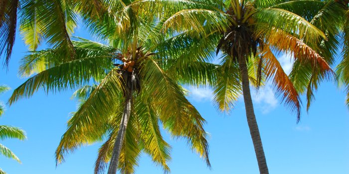 2592x3872 Palm Trees Tumblr Vertical Wallpapers Image Of Palm - Palm Trees, Hd