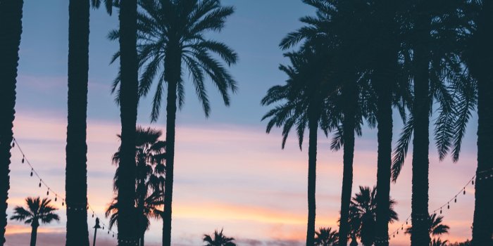 2869x4016 Palm Trees Wallpapers