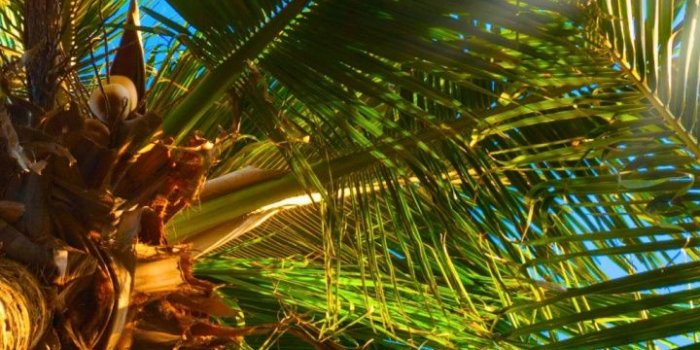 720x1280 Wedding, Coconut, Tree, Illustration, Arecales HD Wallpaper for