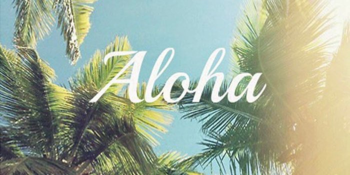 1080x1920 Palm Tree Wallpaper (27+ images) on Genchi.info