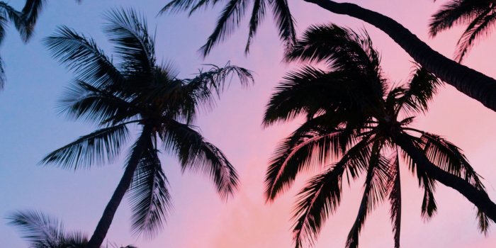 1920x1080 Download wallpaper 1920x1080 palm trees, sky, bottom view, clouds