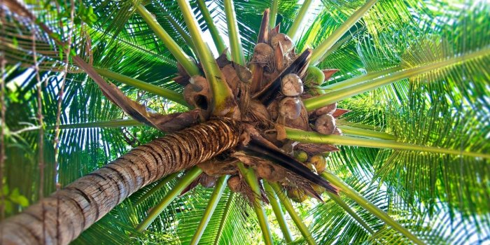 1333x750 Flora, Arecaceae, Vegetation, Coconut, Tree HD Wallpaper, Nature