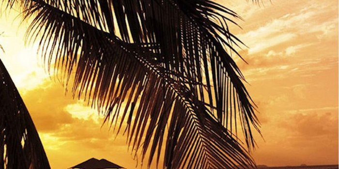 1080x1920 Beach Palm Trees Android wallpaper - Android HD wallpapers